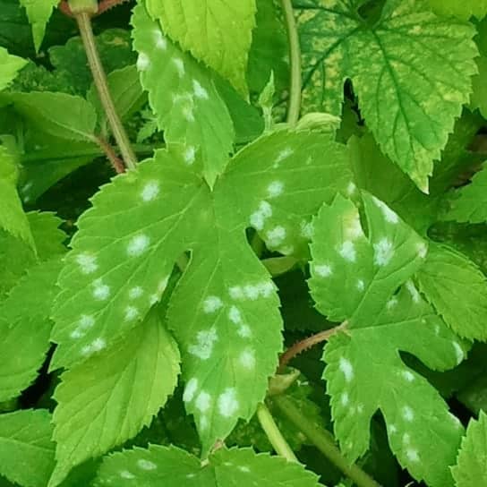 Hop powdery mildew (Podosphaera humuli) colonies on leaves.