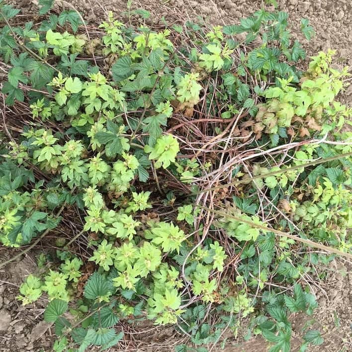 Hop downy mildew spikes during Spring regrowth.