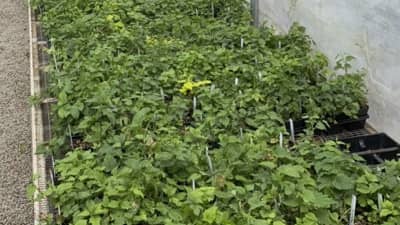 Step 2: Greenhouse Selection for Disease Resistance (1 year)