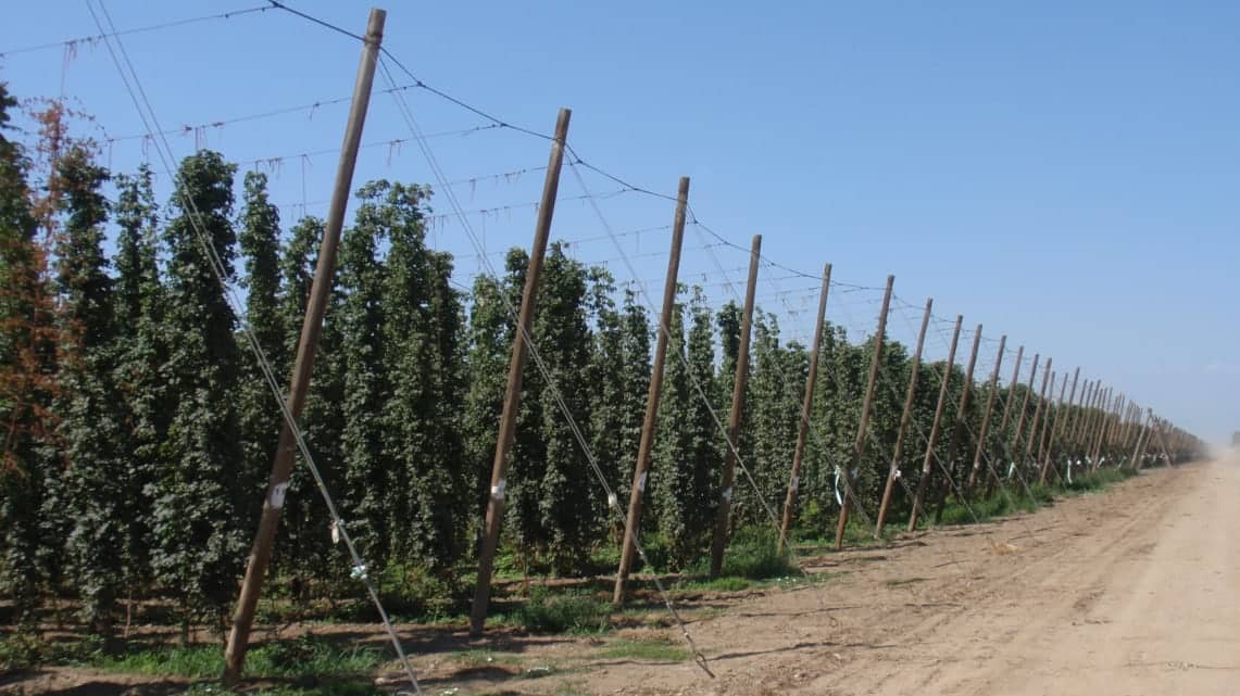 Step 7: Released to the public (12-15 years)